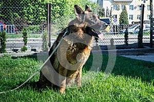 gorgeous german shepherd male dog on laser leash sits