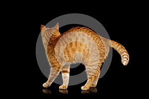 Gorgeous Ginger Cat on Isolated Black background