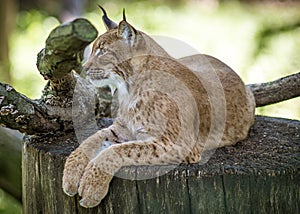 Gorgeous ginger cat lying on a wooden stamp