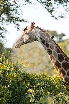 Gorgeous giraffe with birds on its head. Kruger National Park