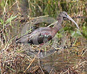 Gorgeous Glossy Ibis glistening from the sun\'s rays as he hunts for live food.