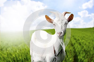 Gorgeous goat on field photo