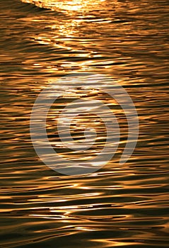 Gorgeous gold color sea water surface with the gentle waves glittering by morning sunlight