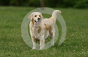 Gorgeous Golden Retriever