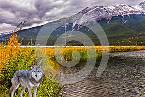 Gorgeous gray wolf