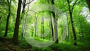 Gorgeous green beech forest in beautiful lighting conditions