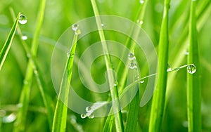 Gorgeous green grass with water drops