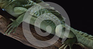 Gorgeous green iguana with scaly skin and long tail on top of a tree branch, 4k