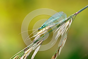 Gorgeous green lacewing on a grass stem close-up, light blurred background. Insects of the large family Chrysopidae of the order