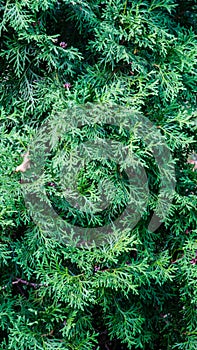 Gorgeous green and red succulent plant. Hardy plant growing outdoors. Hot climate, tropical plant. Lime green tinged with red.