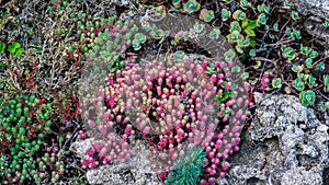 Gorgeous green and red succulent plant. Hardy plant growing outdoors. Hot climate, tropical plant. Lime green tinged with red.