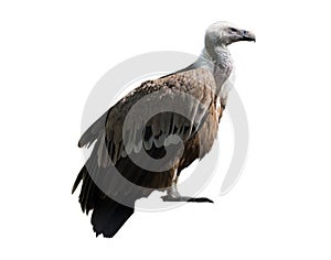 Gorgeous Griffon Vulture against white background.