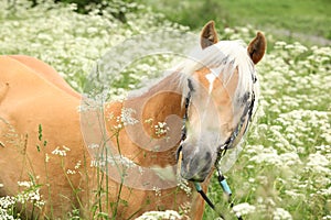 Gorgeous haflinger with bridle