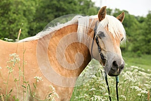 Gorgeous haflinger with bridle