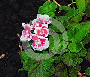 Gorgeous half white and Pink Pelargonium flowers in the garden, selective focus. Closeup Pelargonium flowers. Geranium flowers