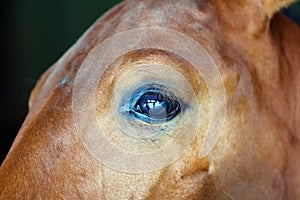 Gorgeous horse eye andalusian spanish stallion, amazing arabian horse.