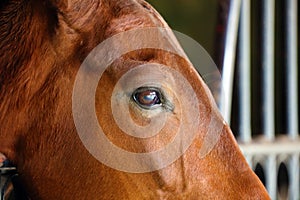 Gorgeous horse eye andalusian spanish stallion, amazing arabian horse.