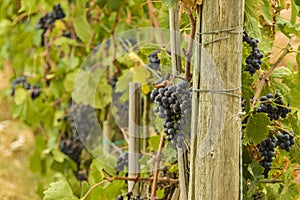 Gorgeous huge cluster of ripe Sangiovese grapes on the vine in Tuscany