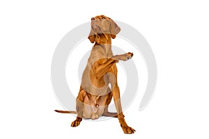 Gorgeous hungarian vizsla dog sitting giving a paw studio portrait. Full body front view hunting dog.