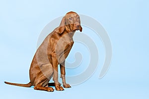 Gorgeous hungarian vizsla sitting and looking at camera with sad expression studio portrait. Full body front view hunting dog shot