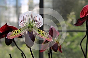 Gorgeous image of exotic orchids with heady fragrance in tropical garden photo