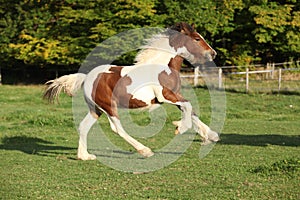 Gorgeous irish cob foal running on pasturage