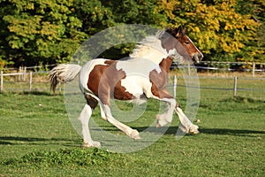 Gorgeous irish cob foal running on pasturage