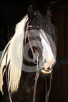 Gorgeous irish cob stallion on black background