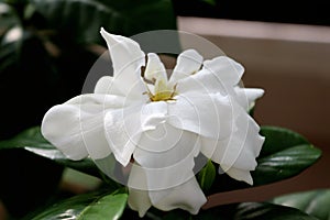 Gorgeous isolated white Gardenia flower in full bloom