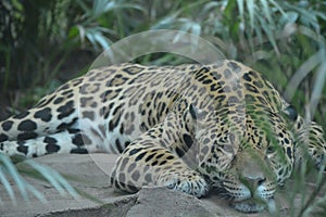 Gorgeous jaguar laying on the ground and resting its face on rocks with eyes open in a jungle