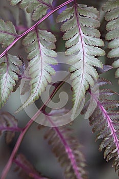 Gorgeous Japanese Painted Fern Leaves 4 - Athyrium niponicum photo