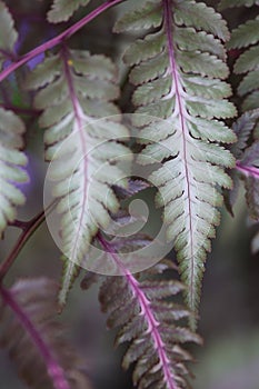 Gorgeous Japanese Painted Fern Leaves 3 - Athyrium niponicum photo