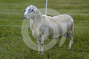 Gorgeous Katahdin sheep ram on a rotational passock