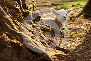 Gorgeous lamb
