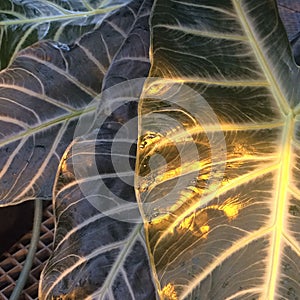 Gorgeous large leaves illuminated by the sun