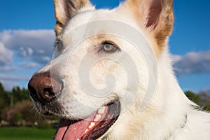 Gorgeous large white dog in a park