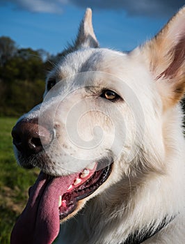 Gorgeous large white dog in a park