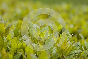 Gorgeous Leaves on a Bush Bright Green with Rain Fall Droplets on Leaf