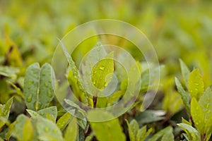 Gorgeous Leaves on a Bush Bright Green with Rain Fall Droplets on Leaf