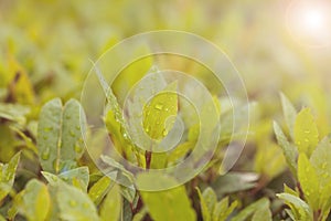 Gorgeous Leaves on a Bush Bright Green with Rain Fall Droplets on Leaf