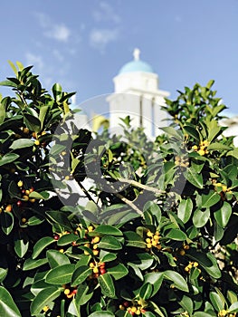 A gorgeous lemon tree in front of an Orthodox Church in Paros, Greece