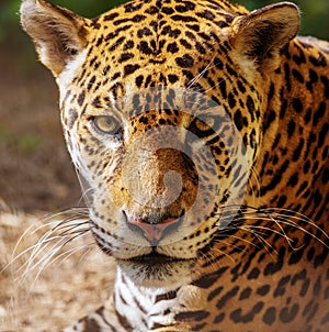 Gorgeous leopard