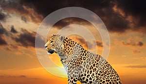 leopard on the sky background