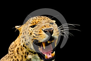 leopard isolated on the black background