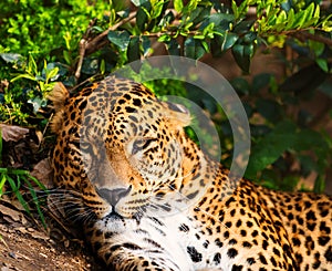 Gorgeous leopardess