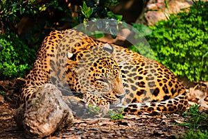 Gorgeous leopardess