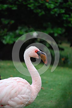 Gorgeous Lesser Flamingo Bird Up Close