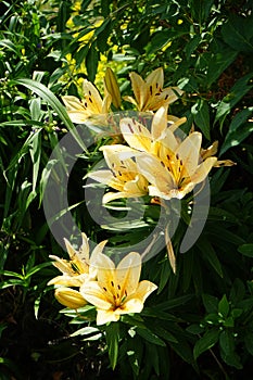Gorgeous light orange lilies bloom in the garden in July. Lilium, true lilies, is a genus of herbaceous flowering plants. Berlin