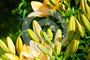 Gorgeous light orange lilies bloom in the garden in July. Lilium, true lilies, is a genus of herbaceous flowering plants. Berlin