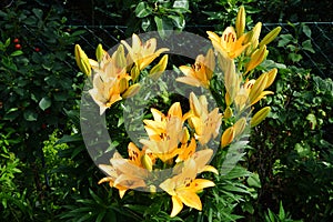 Gorgeous light orange lilies bloom in the garden in July. Lilium, true lilies, is a genus of herbaceous flowering plants. Berlin